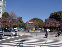 上野公園の桜（２０１５年まとめ）