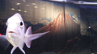 すみだ水族館の「江戸リウム」