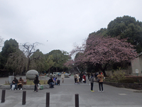 上野公園オオカンザクラが咲いています