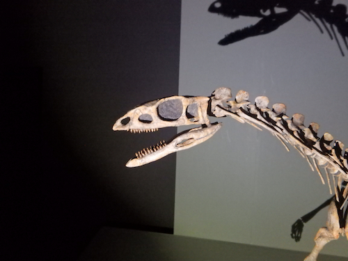 国立科学博物館「恐竜博２０１６」ナイトミュージアムに行ってきた