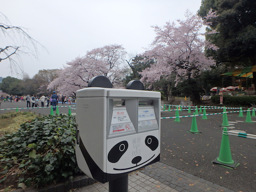 上野公園の桜は満開