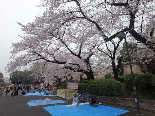 上野公園の桜は満開
