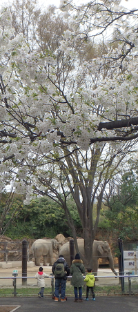 上野動物園と桜とゾウ