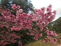 桜～(*´∀｀*)
