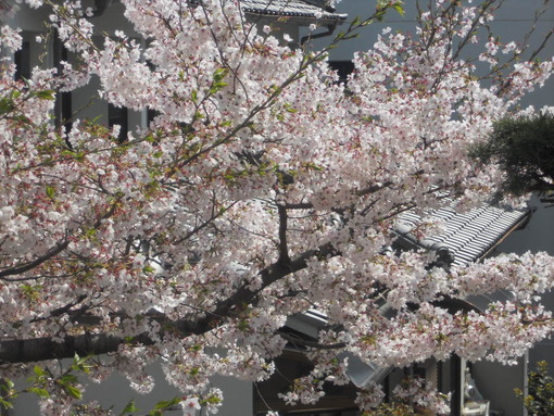 実家の桜 花の命は短くて 苦しきことのみ多かりき サファイア玲子の原石を磨き輝く人を沖縄から育てたいbyメディアーレ
