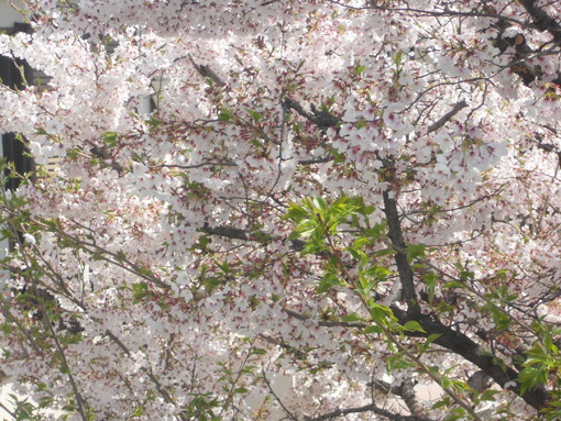 実家の桜 花の命は短くて 苦しきことのみ多かりき サファイア玲子の原石を磨き輝く人を沖縄から育てたいbyメディアーレ