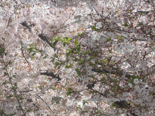 実家の桜 花の命は短くて 苦しきことのみ多かりき サファイア玲子の原石を磨き輝く人を沖縄から育てたいbyメディアーレ