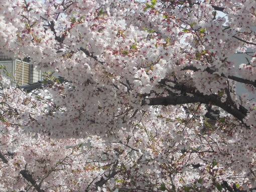 実家の桜 花の命は短くて 苦しきことのみ多かりき サファイア玲子の原石を磨き輝く人を沖縄から育てたいbyメディアーレ