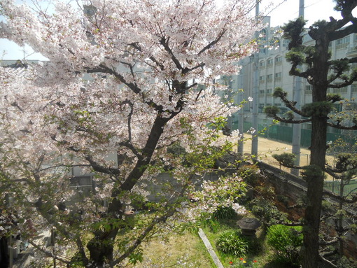 実家の桜 花の命は短くて 苦しきことのみ多かりき サファイア玲子の原石を磨き輝く人を沖縄から育てたいbyメディアーレ