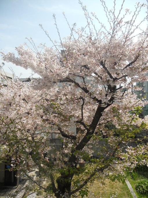実家の桜 花の命は短くて 苦しきことのみ多かりき サファイア玲子の原石を磨き輝く人を沖縄から育てたいbyメディアーレ
