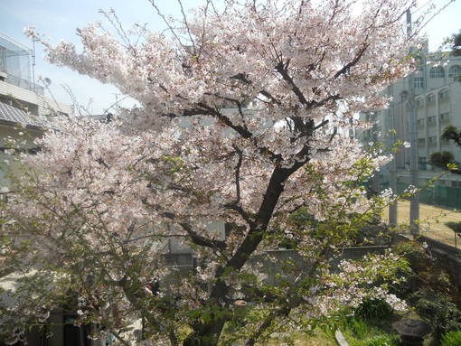 実家の桜 花の命は短くて 苦しきことのみ多かりき サファイア玲子の原石を磨き輝く人を沖縄から育てたいbyメディアーレ