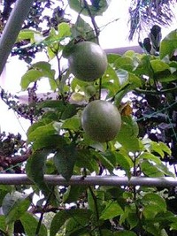 あっo(^▽^)o 2009/06/17 07:56:49