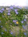 アサガオ 2009/02/28 10:36:50