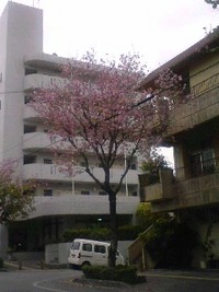 サクラ？(?_?) 2009/03/01 16:54:07