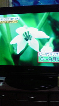 野菜の花 2010/07/10 11:33:29