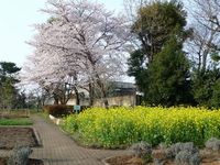 桜と菜の花 2010/04/12 10:27:55