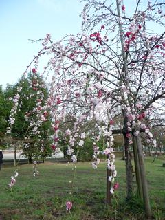 桜　満開