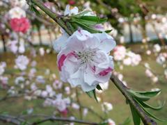 桜　満開