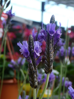 花　②