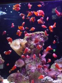 ハマクマノミ