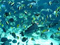 美ら海水族館