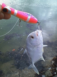 TOPで太刀魚？？ 2010/09/14 22:27:56