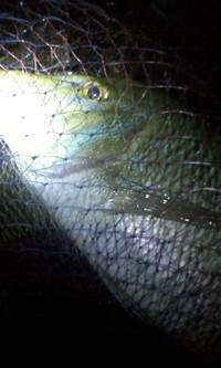 出た!! 2010/05/28 21:51:17