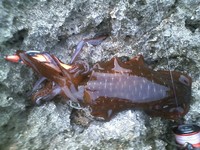 調査パート２♪ 2010/11/23 21:12:15