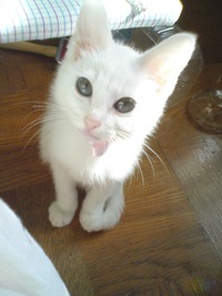 おっさん声の子猫さん 2009/07/09 20:32:55