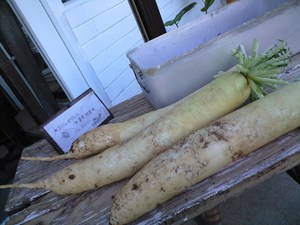 わさわさ～～ですが、ほっこりと