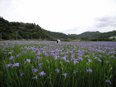 巨匠と花畑