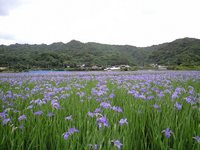 巨匠と花畑 2009/04/03 20:21:50