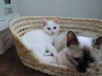 ネムネムですが、(*´`*)。。○ 2009/09/29 22:45:12