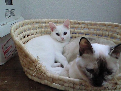 ネムネムですが、(*´`*)。。○