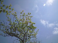 ココロはピンク、のどはイガイガ 2010/04/03 01:04:45