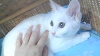 さよなら子猫ちん 2009/10/26 21:59:49