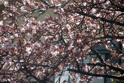 湯河原の早咲きの桜（2011.1.30）