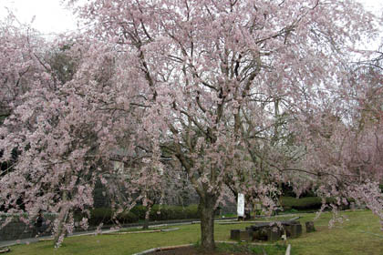 荒井城址公園のしだれ桜が見頃でした