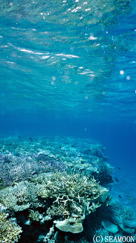 Seamoon やっぱり海が好き 水中写真の携帯待受画像 その５