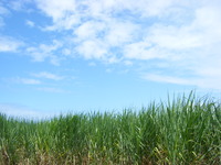 夏本番！ 2009/06/20 18:39:03