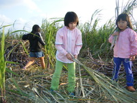 サトウキビ！ 2010/01/26 16:06:44