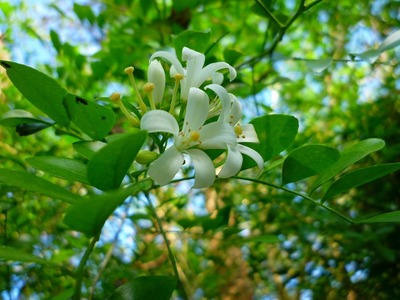 月夜に香るゲッキツの花