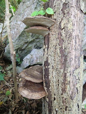 大石林山 山だより:サルノコシカケ