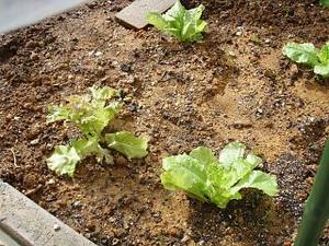 野菜を食べよう
