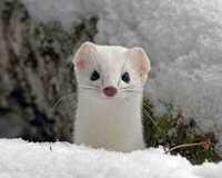 雪のような動物たち