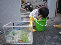 きんぎょ