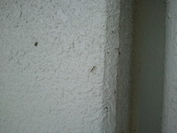 多少の虫は 2012/04/27 13:21:38