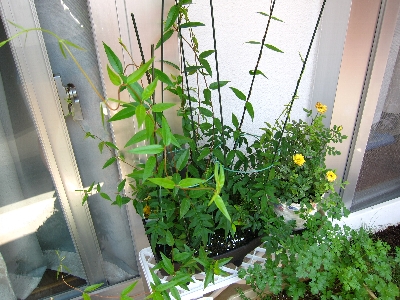 この間のゴルフ