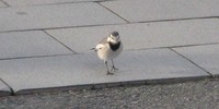 鳥