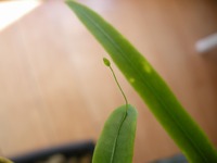 葉っぱから葉っぱ